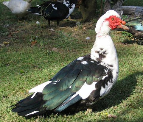 Canard de ferme [frais]