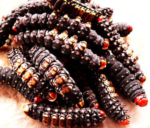 Chenille Kelé [seché]. Tas