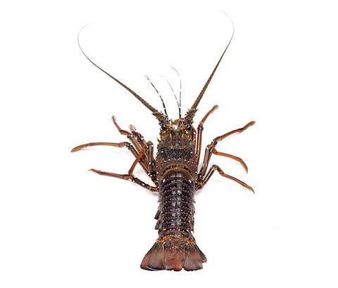 Langouste [frais]. 1kg
