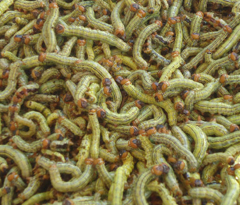 Petite chenille verte [fraîche]. Tas