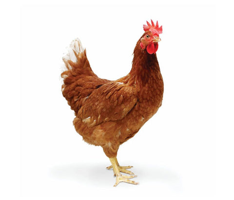 Poulet de ferme [frais]