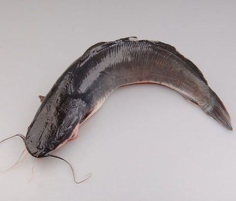 Poisson Silure [frais]. Tas